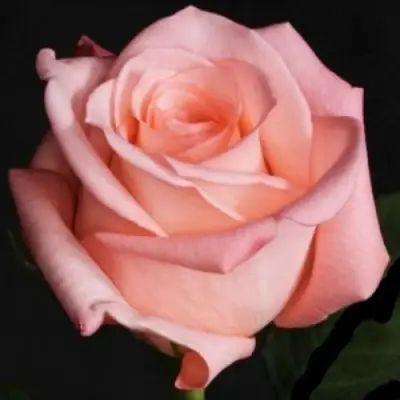 Роза АНГАЖЕМЕНТ чайно-гибридная в Дзержинске