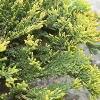 Можжевельник ГОЛДЕН КАРПЕТ горизонтальный  в Дзержинске