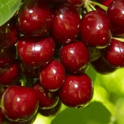 Черешня ВАЛЕРИЙ ЧКАЛОВ в Дзержинске