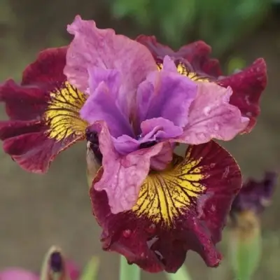 Ирис МИСС ЭППЛ сибирский в Дзержинске