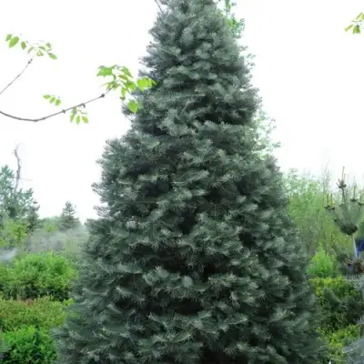 Пихта белая в Дзержинске