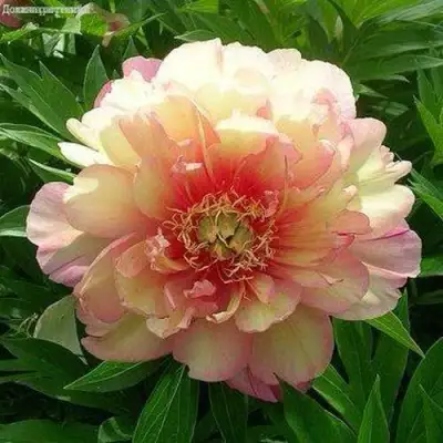 Пион ДЖУЛИЯ РОУЗ ито-гибрид в Дзержинске