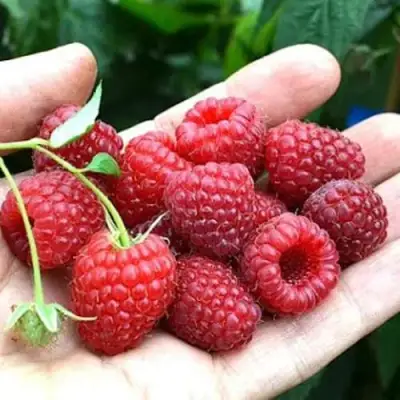 Малина ХИМБО-ТОП в Дзержинске