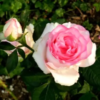 Роза ДОЛЬЧЕ ВИТА чайно-гибридная в Дзержинске