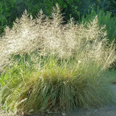 Каплесеменник воздушный в Дзержинске