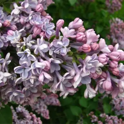 Сирень КОНДОРСЕ в Дзержинске