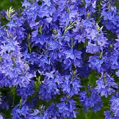 Вероника РОЯЛ БЛЮ большая в Дзержинске