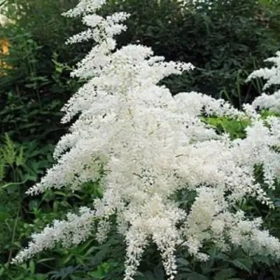 Астильба БРАУТШЛЕЙЕР Арендса в Дзержинске