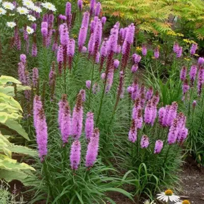 Лиатрис РОЗЕА колосковая в Дзержинске