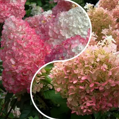 Комплект МАЛИНОВЫЙ ЗАКАТ в Дзержинске