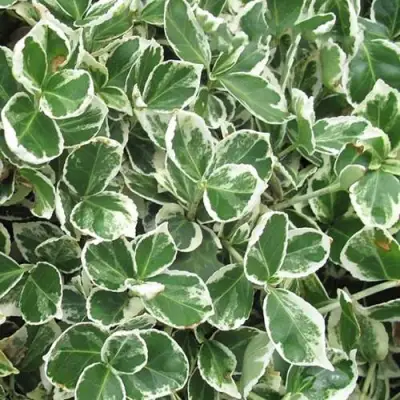 Бересклет ЭМЕРАЛЬД ГАИТИ форчуна  в Дзержинске