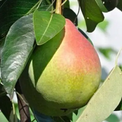 Груша ТАТЬЯНА в Дзержинске