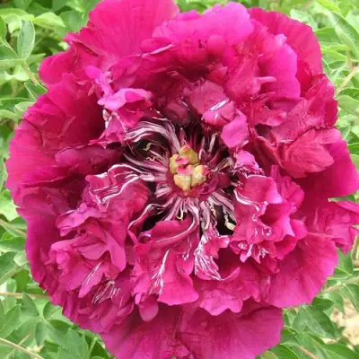 Пион ПУРПУРНЫЙ ОКЕАН древовидный в Дзержинске