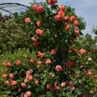 Роза ДИ ДИ БРИДЖУОТЕР плетистая в Дзержинске