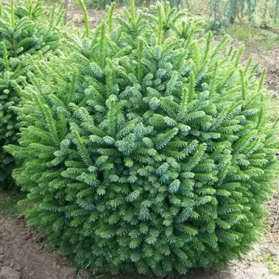 Ель НАНА сербская в Дзержинске