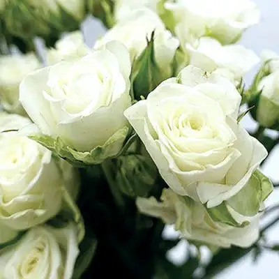 Роза СНОУФЛЕЙК спрей в Дзержинске