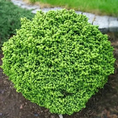 Ель ЛИТЛ ДЖЕМ обыкновенная в Дзержинске