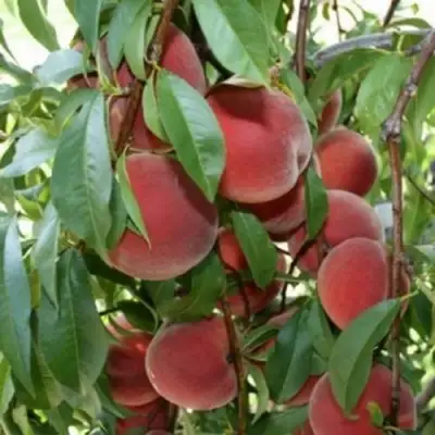 Персик ЮБИЛЕЙ СТОЛИЦЫ колонновидный в Дзержинске