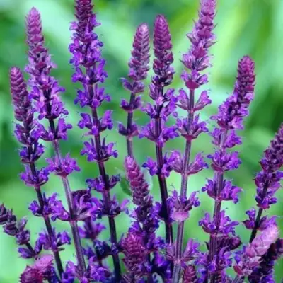 Шалфей КАРАДОНА в Дзержинске