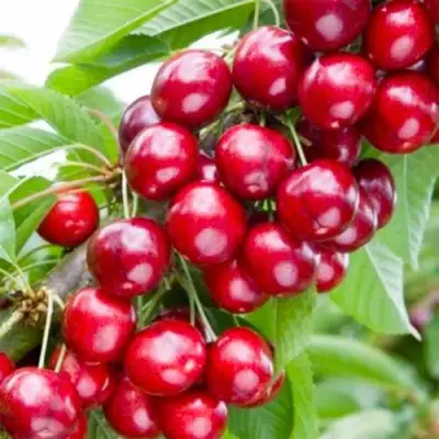 Вишня МАЛЮТКА колонновидная в Дзержинске