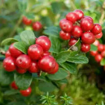 Брусника садовая РУНО БЕЛЯВСКИ в Дзержинске