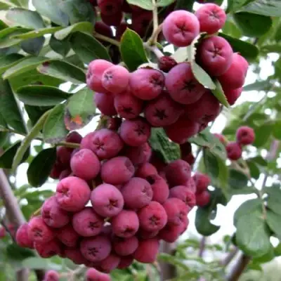 Рябина ТИТАН сладкоплодная  в Дзержинске