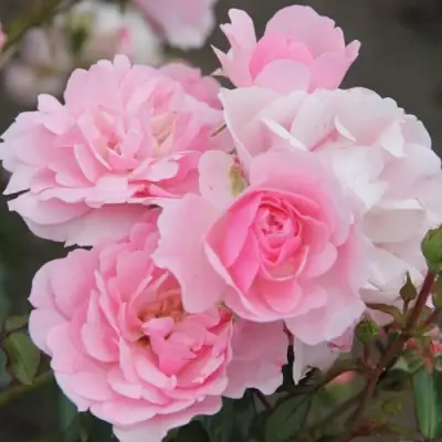 Роза БОНИКА флорибунда в Дзержинске