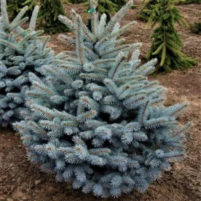 Ель МИСТИ БЛЮ голубая в Дзержинске