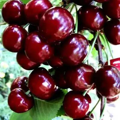 Черешня ОЛЕНЬКА в Дзержинске