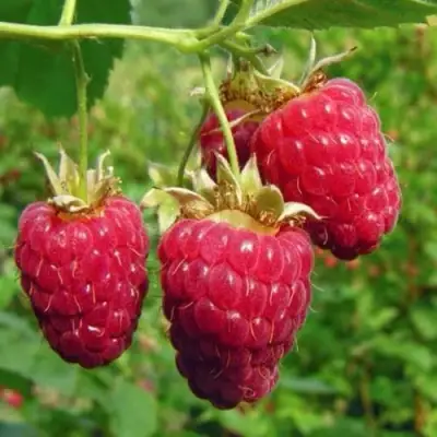 Малина ГОРДОСТЬ РОССИИ в Дзержинске