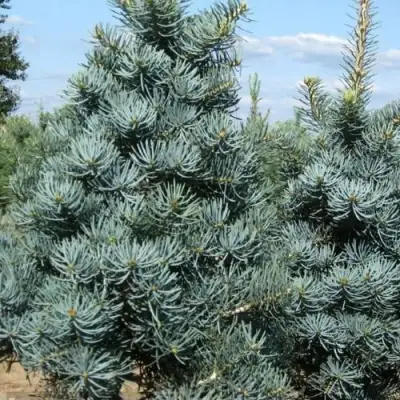 Пихта КОНКОЛОР в Дзержинске