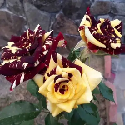 Роза АБРАКАДАБРА чайно-гибридная в Дзержинске