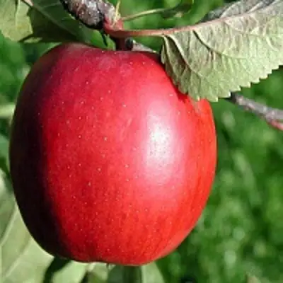 Яблоня РЕДФРИ в Дзержинске