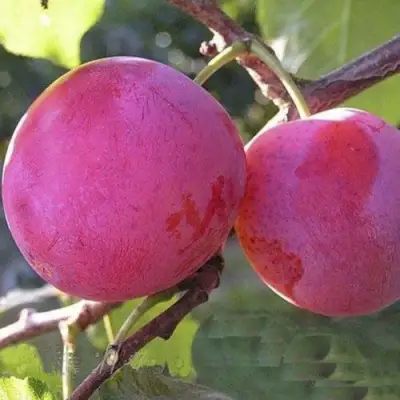 Слива ДЕЛИКАТНАЯ в Дзержинске