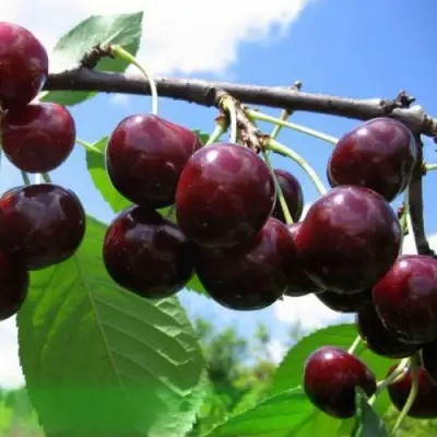 Дюк ЧУДО-ВИШНЯ в Дзержинске