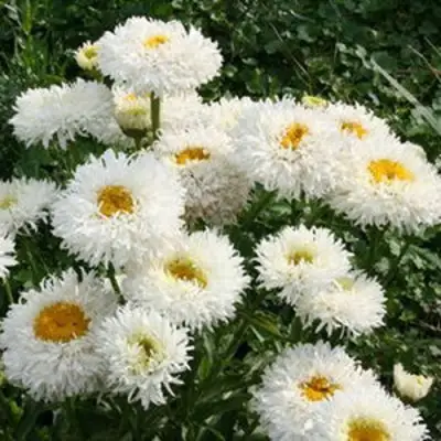 Нивяник КРЕЙЗИ ДЕЙЗИ наибольший в Дзержинске