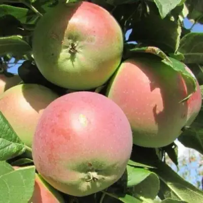 Яблоня МОСКОВСКОЕ ЗИМНЕЕ в Дзержинске