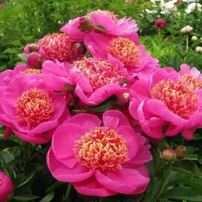 Пион ДОРИН травянистый в Дзержинске