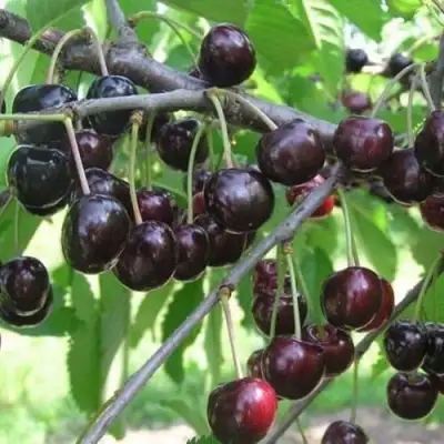 Черешня ЛЮБИМИЦА АСТАХОВА в Дзержинске