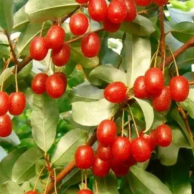 ГУМИ (ЛОХ МНОГОЦВЕТКОВЫЙ) в Дзержинске