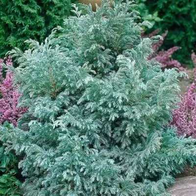 Кипарисовик БУЛЕВАРД горохоплодный в Дзержинске