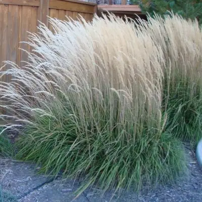 Вейник КАРЛ ФОРСТЕР остроцветковый в Дзержинске