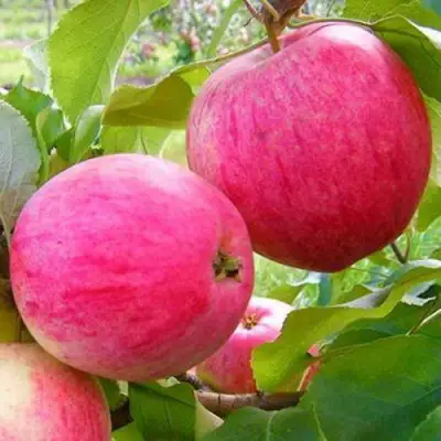 Яблоня РОЗОВЫЙ НАЛИВ в Дзержинске