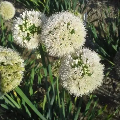 Лук слизун в Дзержинске