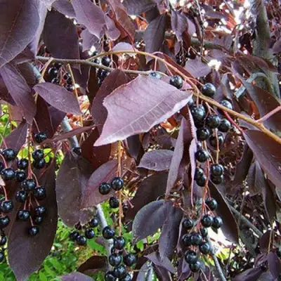 Черемуха виргинская ШУБЕРТ в Дзержинске