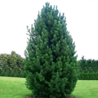 Сосна кедровая европейская в Дзержинске