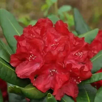 Рододендрон БУЗУКИ в Дзержинске