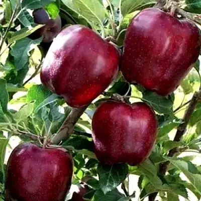 Яблоня РЕД ЧИФ в Дзержинске