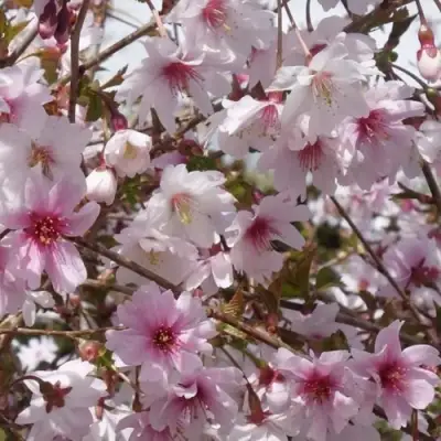 Сакура МИКИНОРИ в Дзержинске