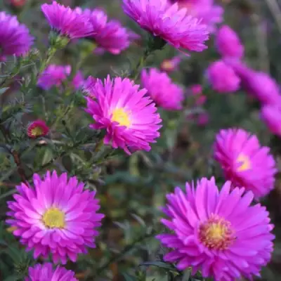 Астра КАРМИНКУППЕЛЬ в Дзержинске